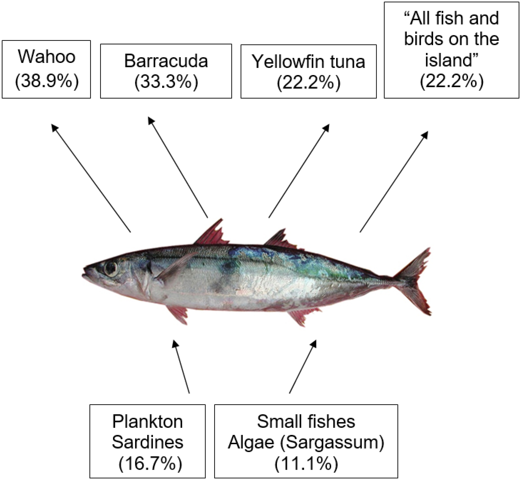 Fernando de Noronha state of Pernambuco fishermen s local